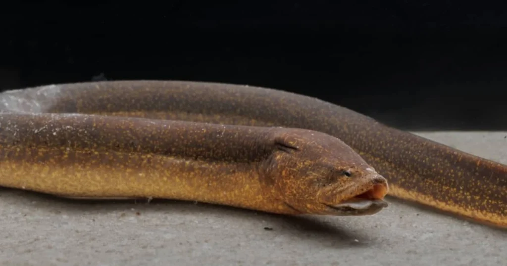 Gymnastic Eel-Loach - Flexible Animals in the World