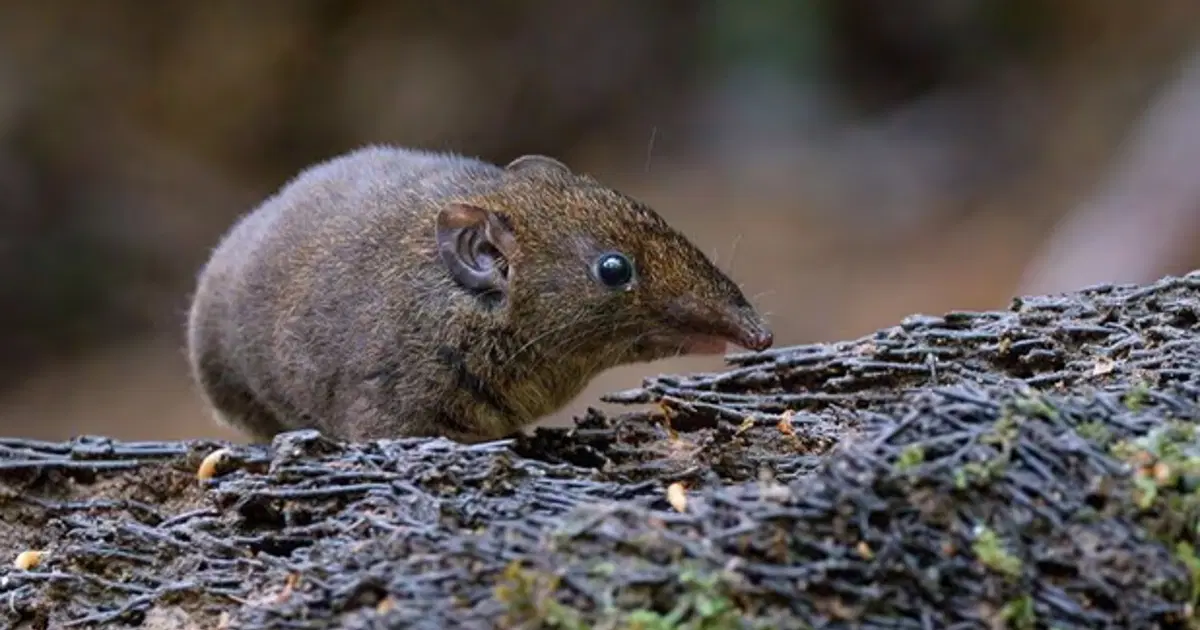 Hero Shrew - Flexible Animals in the World