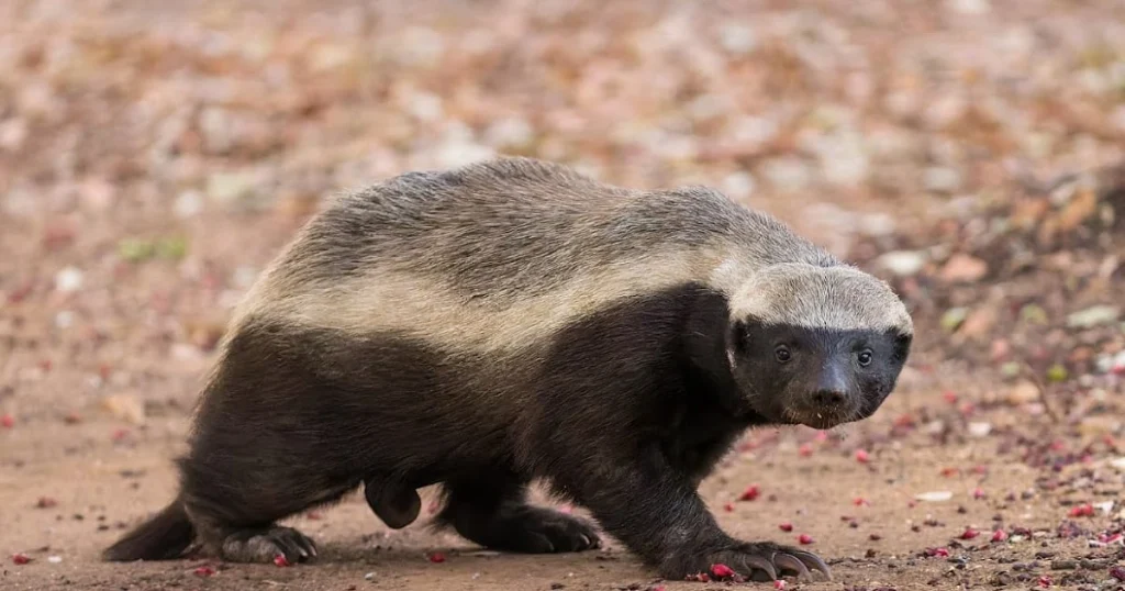 Honey Badger - Hard Working Animals in the World