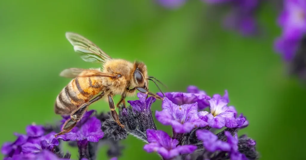 Honey Bees - Hard Working Animals in The World