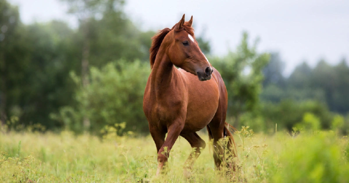 Horse - Hard Working Animals in the World