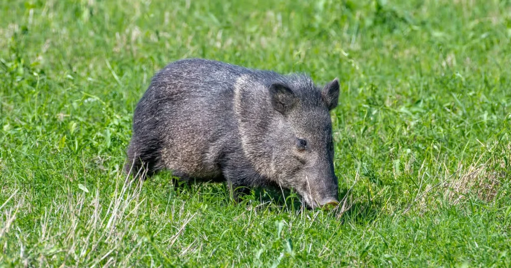 Javelinas - Animals That Eat Cactus