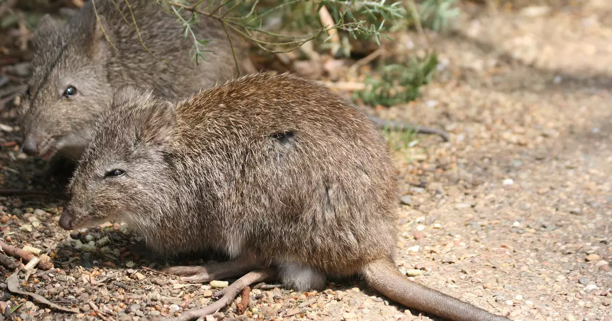 Kangaroo Rats - Animals That Eat Cactus