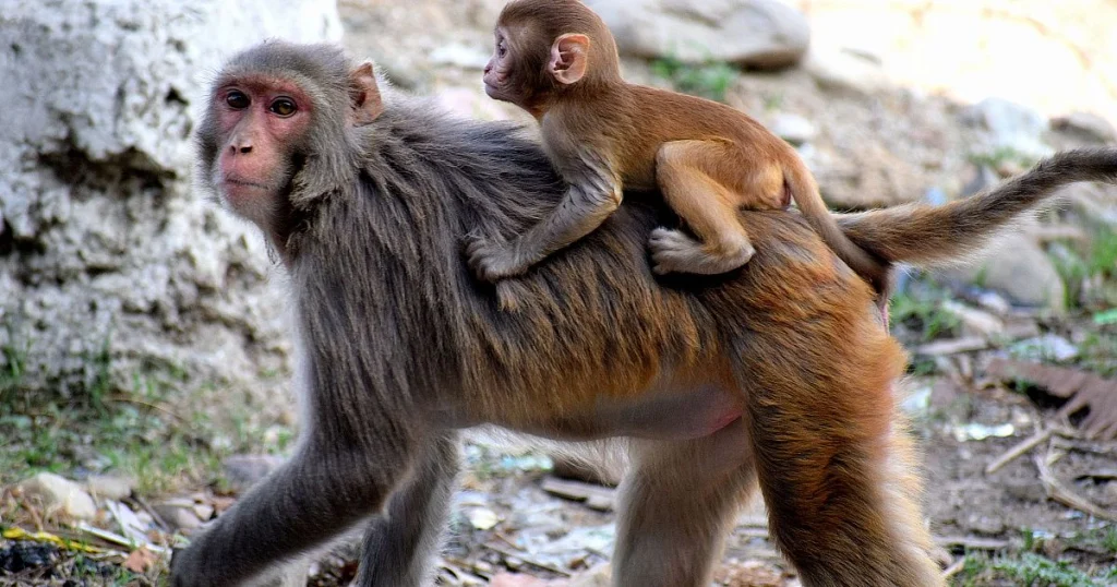 Monkeys - Animals That Eat Coconuts