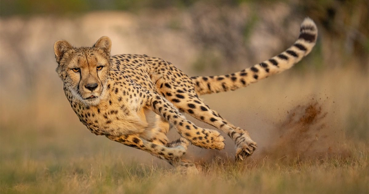 Most Energetic Animals in The World