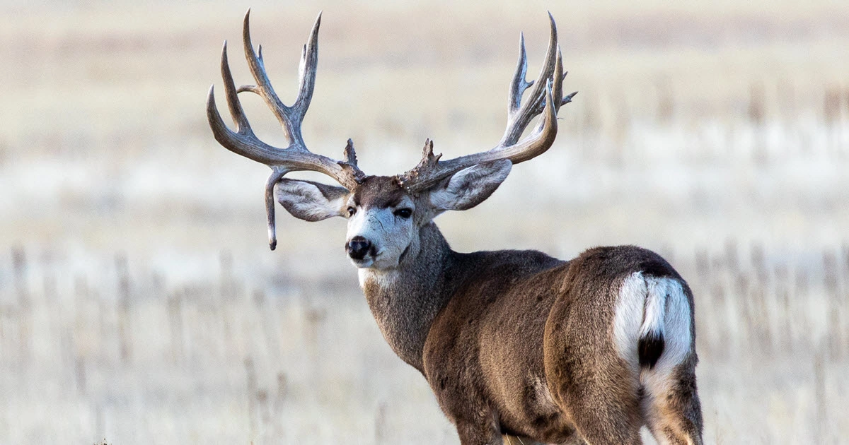 Mule Deer - Animals That Eat Cactus