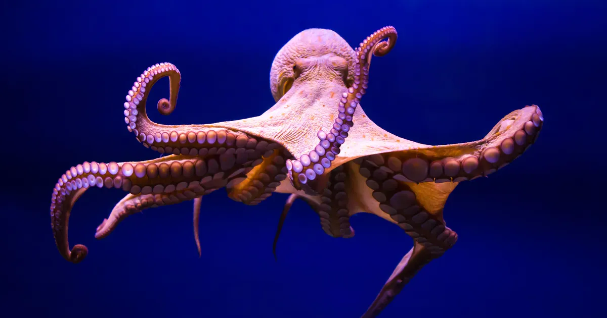 Octopus - Flexible Animals in the World