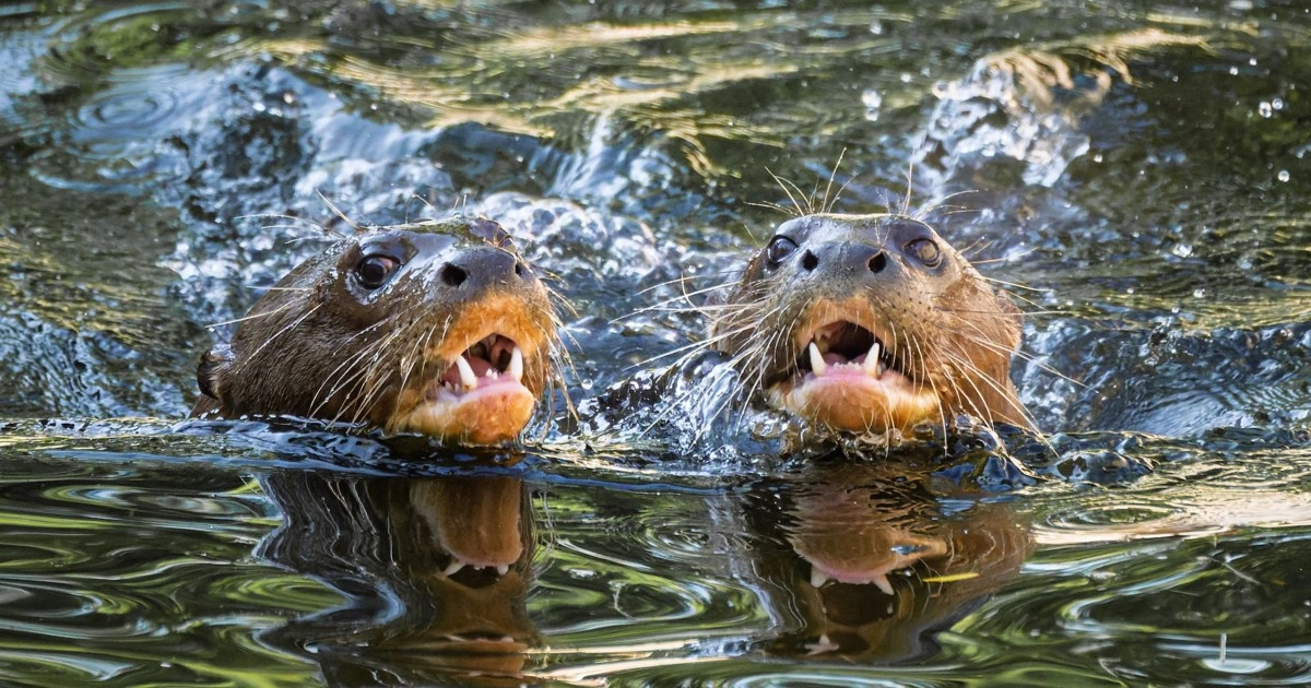Otter - Flexible Animals in the World