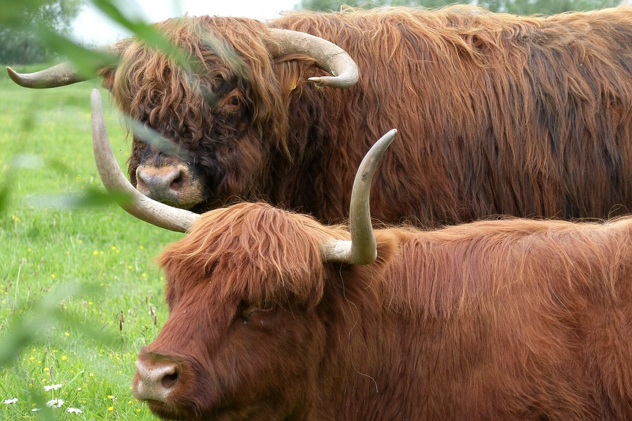 Ox - Hard Working Animals in the World