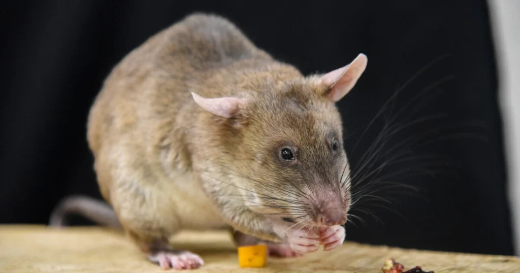 Pack Rats - Animals That Eat Cactus