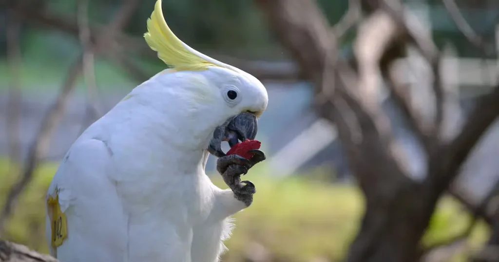 Palm Cockatoo - Animals That Eat Coconuts