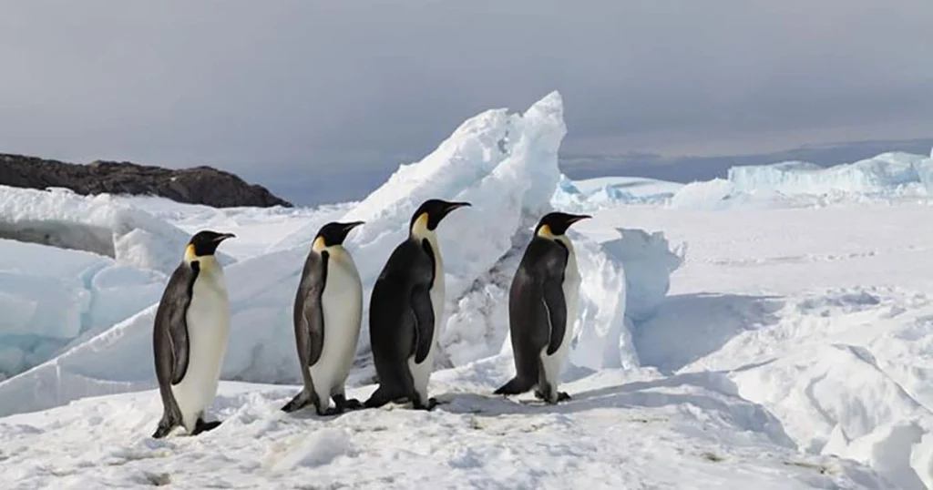 Penguin - Happiest Animals in the World
