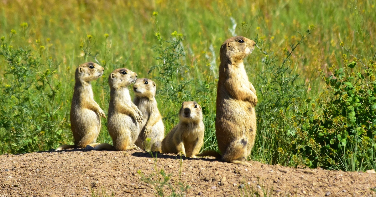 Prairie Dogs - Animals That Eat Cactus
