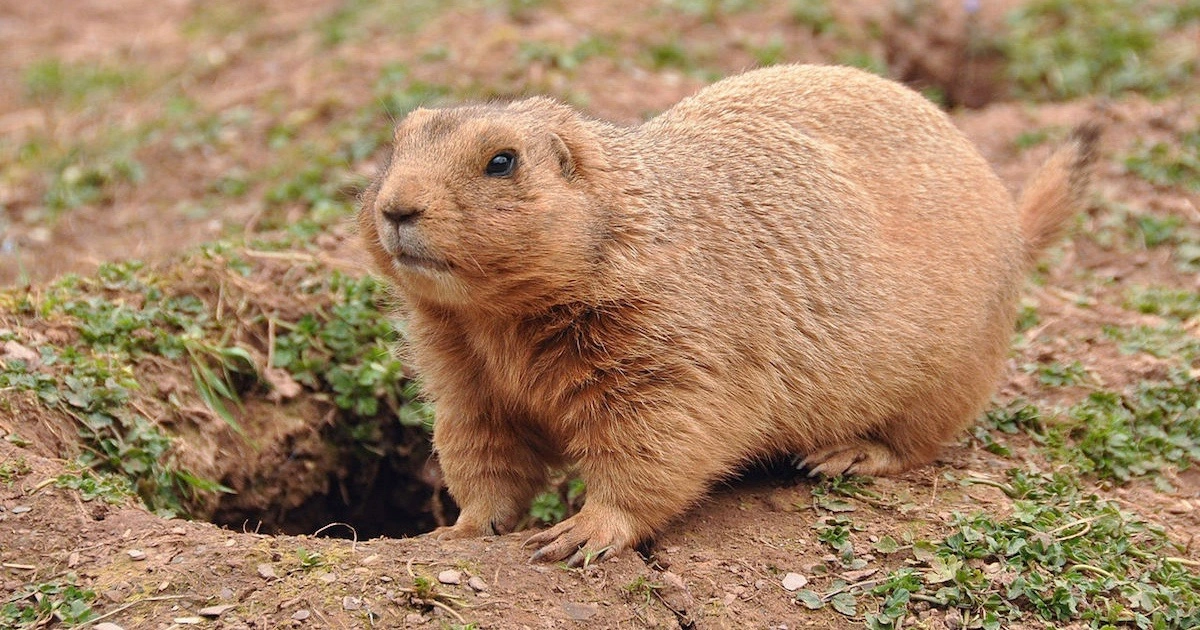 Prairie Dogs - Hard Working Animals in the World