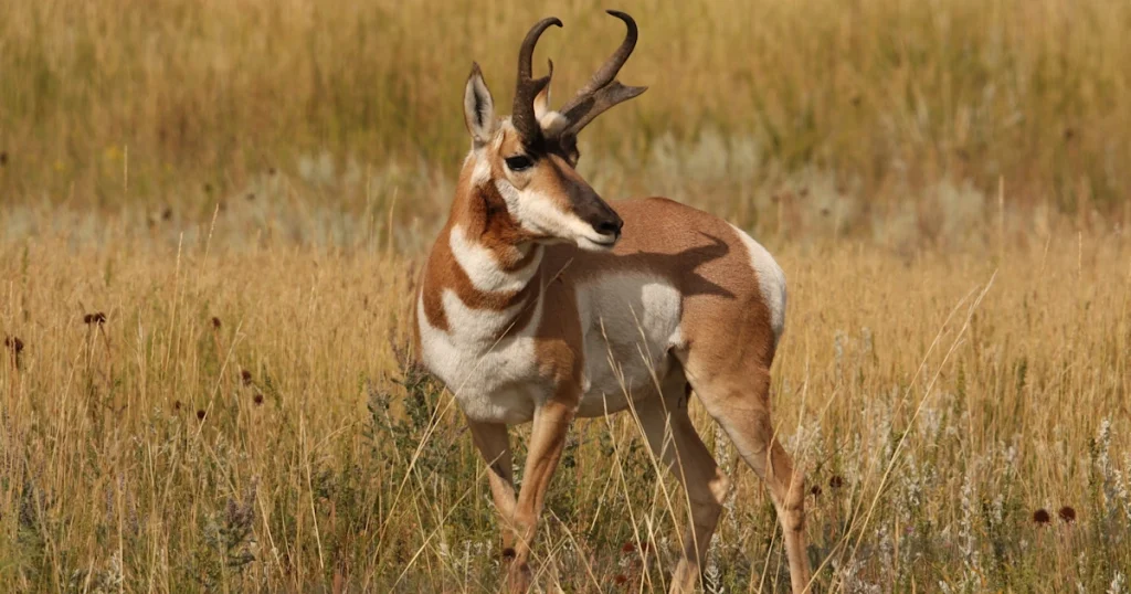 Pronghorn Antelope - Animals That Eat Cactus