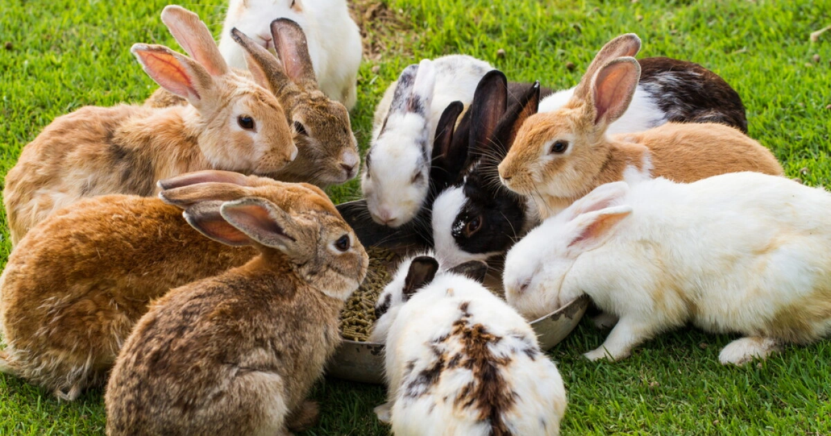 Rabbits - Animals That Eat Cactus