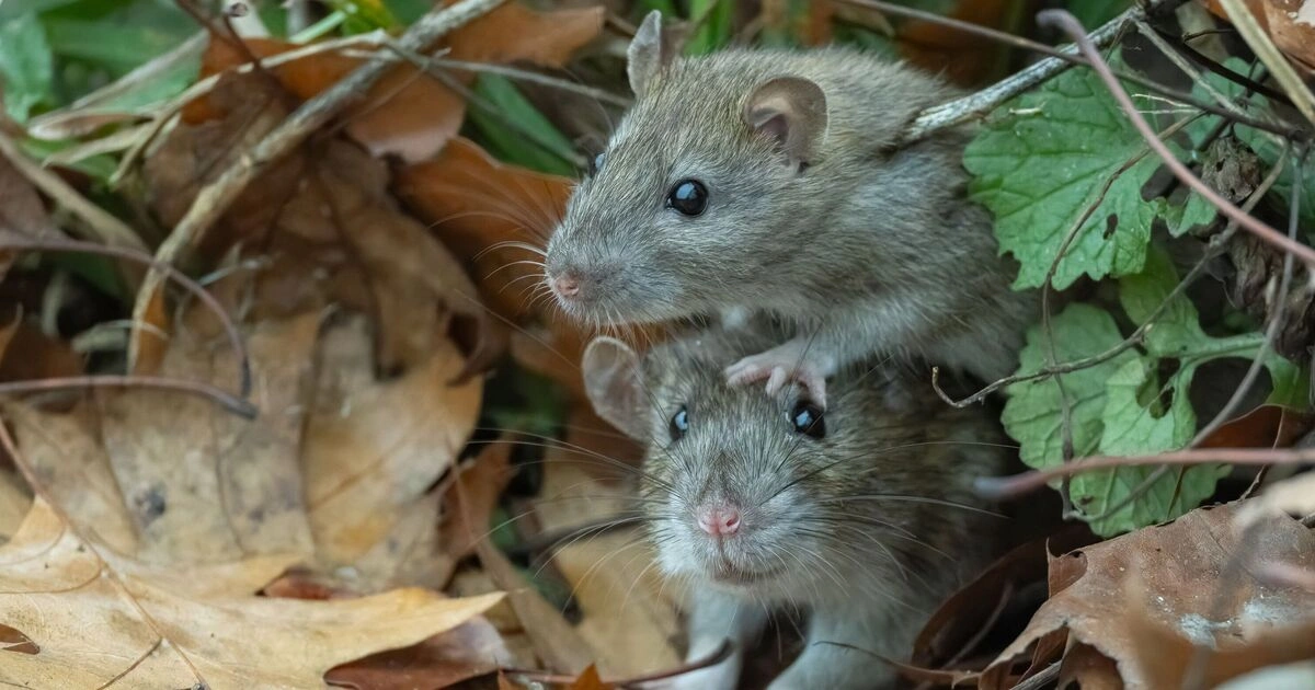 Rats - Flexible Animals in the World