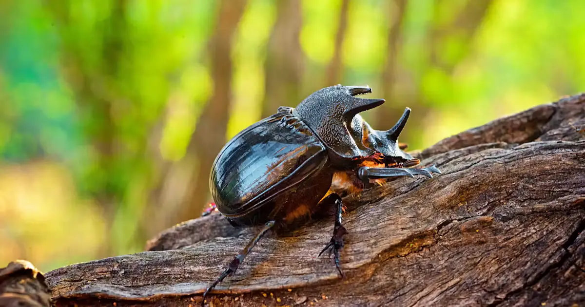 Rhinoceros Beetles - Animals That Eat Coconuts