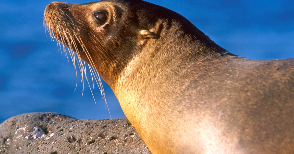Sea Lions - Flexible Animals in the World