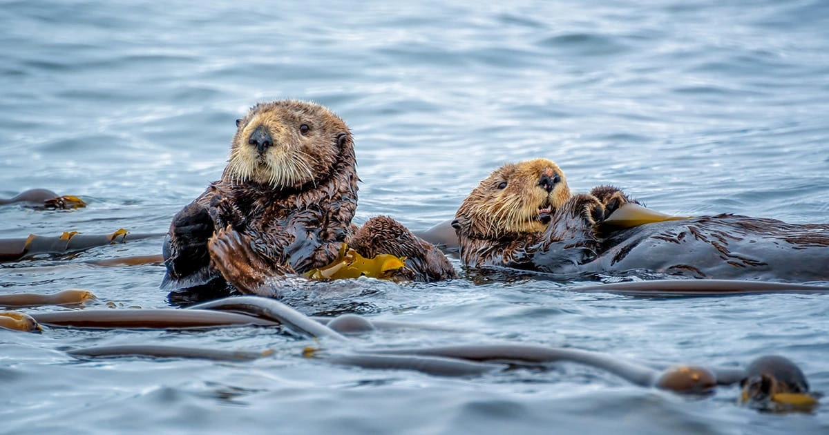 Sea Otter - Happiest Animals in the World