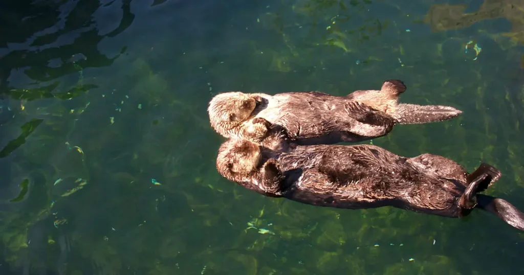 Sea Otter - Hard Working Animals in the World