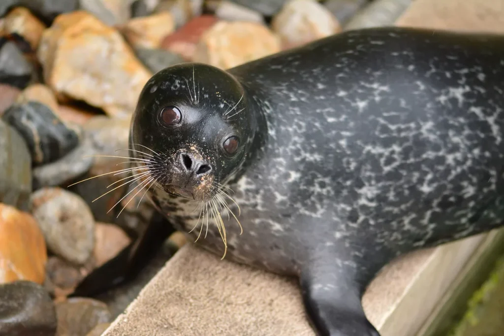 Seal - Flexible Animals in the World