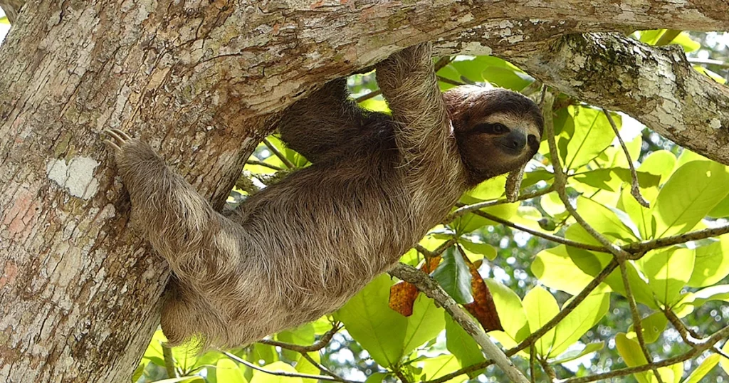 Sloth - Happiest Animals in the World