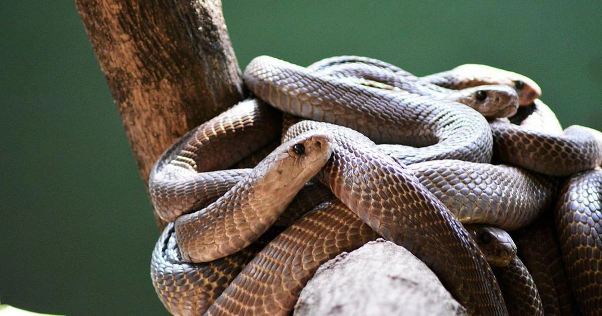 Snakes - Flexible Animals in the World
