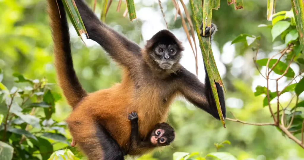 Spider Monkey - Flexible Animals in the World