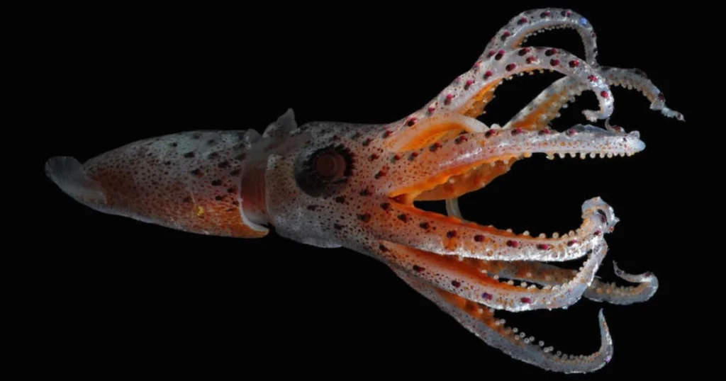 Squid - Flexible Animals in the World