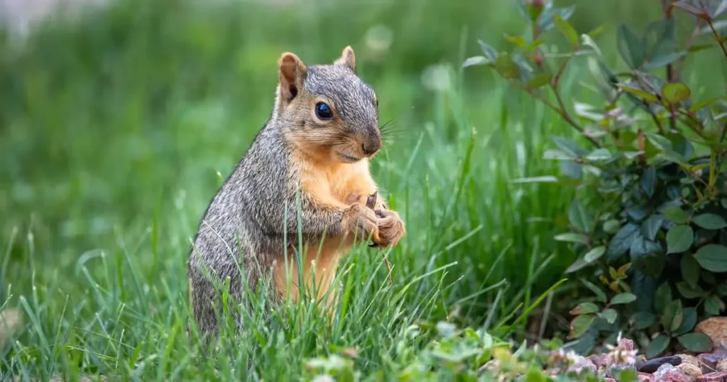 Squirrel - Animals That Eat Coconuts