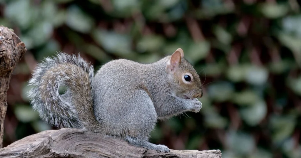Squirrel - Flexible Animals in the World