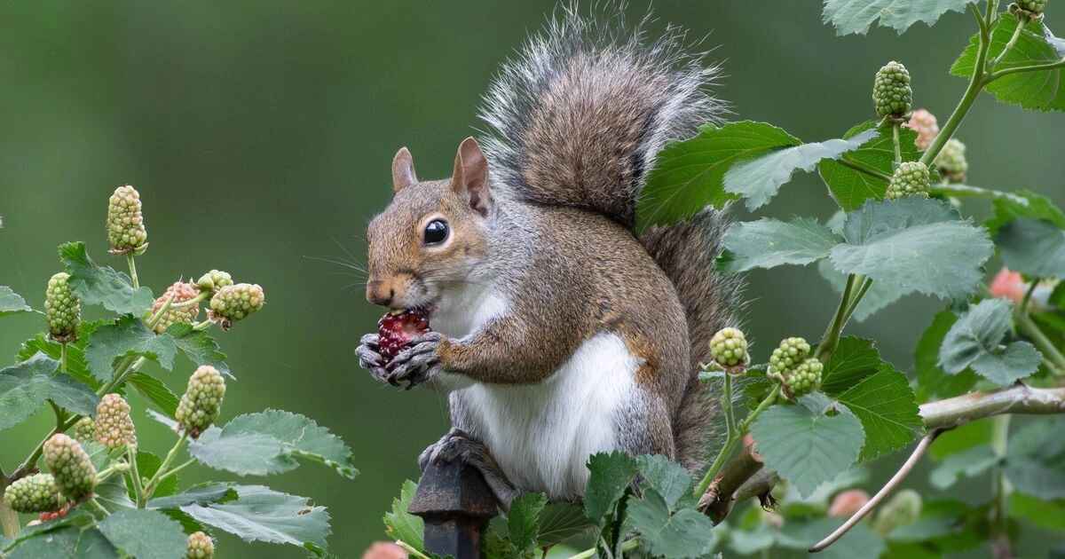 Squirrels - Animals That Eat Cactus