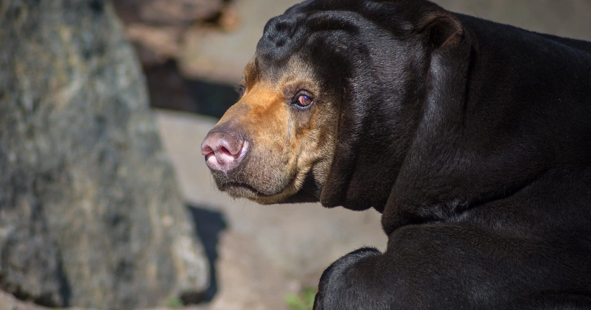 Sun Bears - Animals That Eat Coconuts