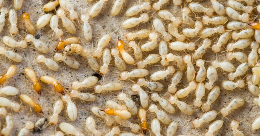 Termite - Hard Working Animals in the World