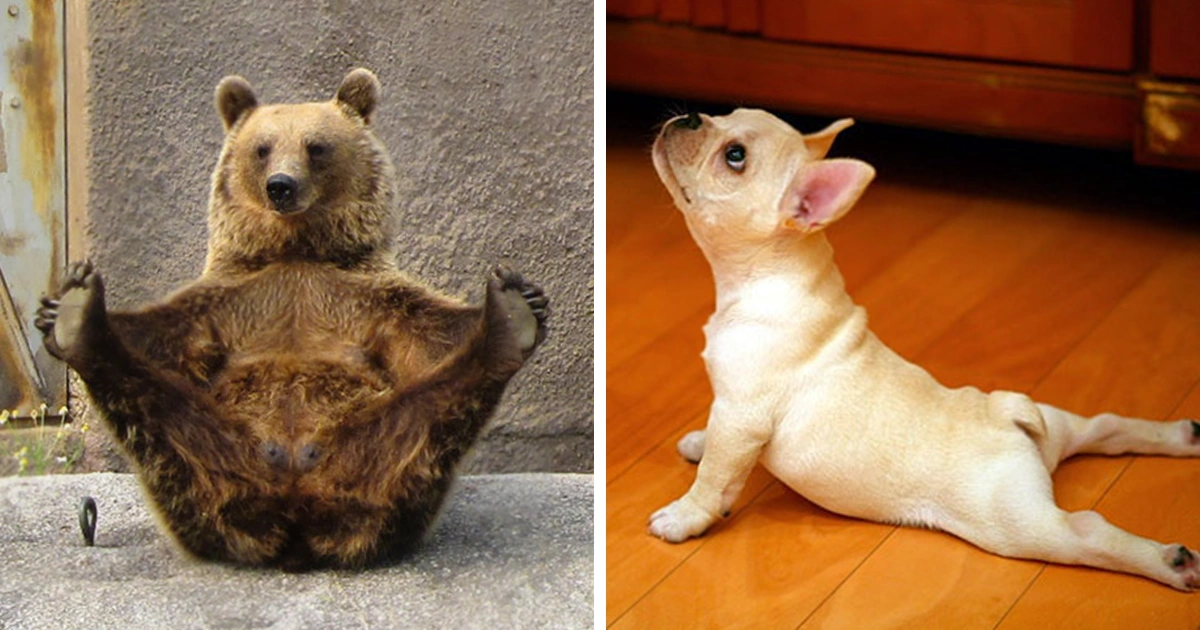 Top 20 Flexible Animals in The World (With Pictures)