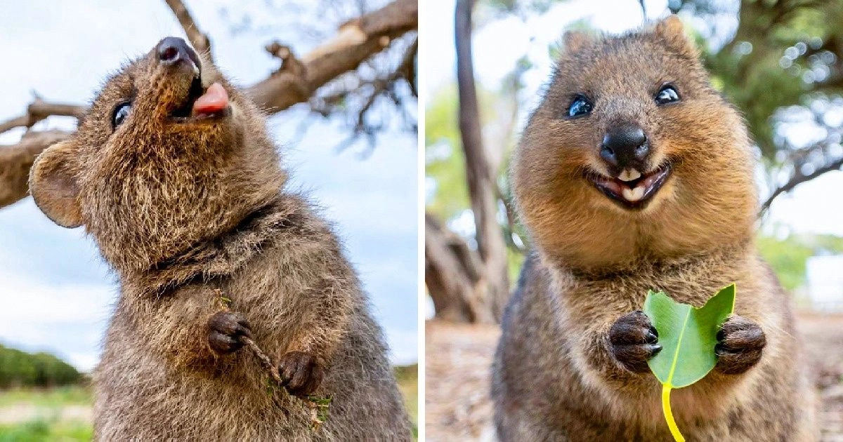 Top 20 Happiest Animals in The World (With Pictures)
