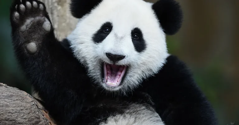 Top 30 Animals With Lowest IQ (With Pictures)
