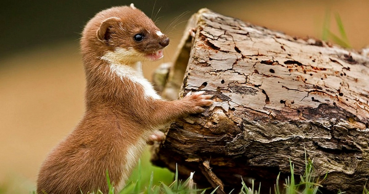 Weasels - Flexible Animals in the World