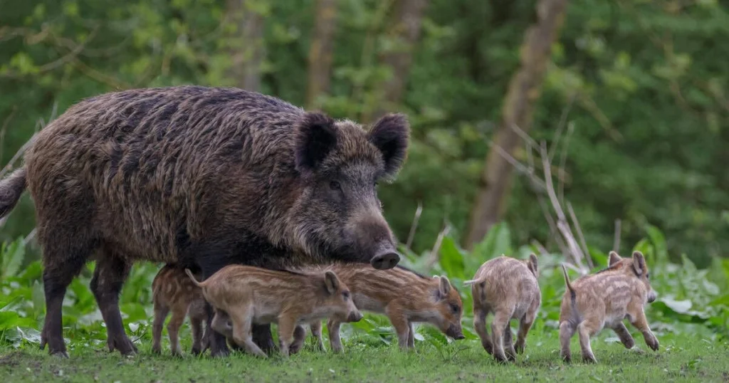 Wild Boars - Animals That Eat Coconuts